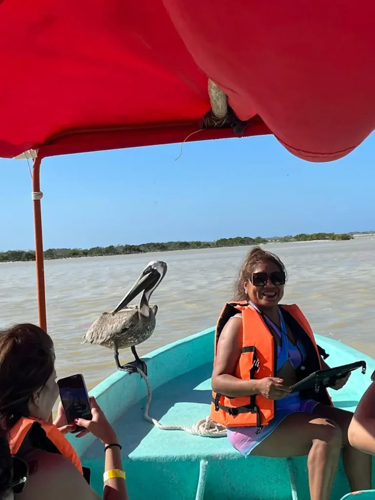 pelícano posando en la lancha, dando un espectáculo hermoso en vacaciones en río lagartos