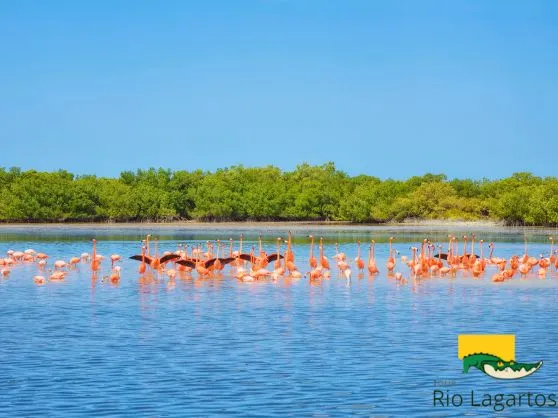 hermosa vista de flamencos o flamingos sobre la biosfera de rio lagartos, ideal para excursiones en botes sobre la ria. Things to do in rio lagartos