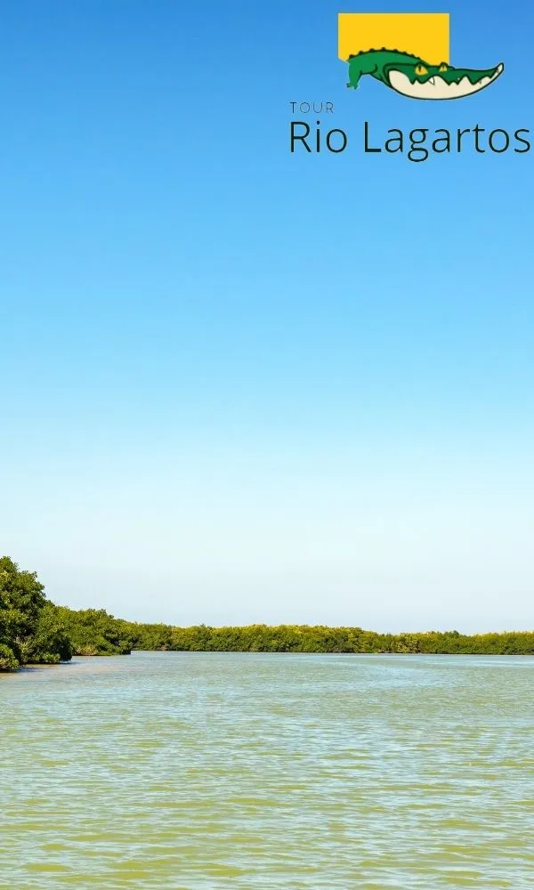 El mejor de todos, tour épico e inolvidable en Río Lagartos: Una Aventura Inolvidable. 3 vista de la biosfera de rio lagartos con abundantes manglares en rio lagartos, la foto es tomada desde un paseo en bote en tour ecologico en rio lagartos