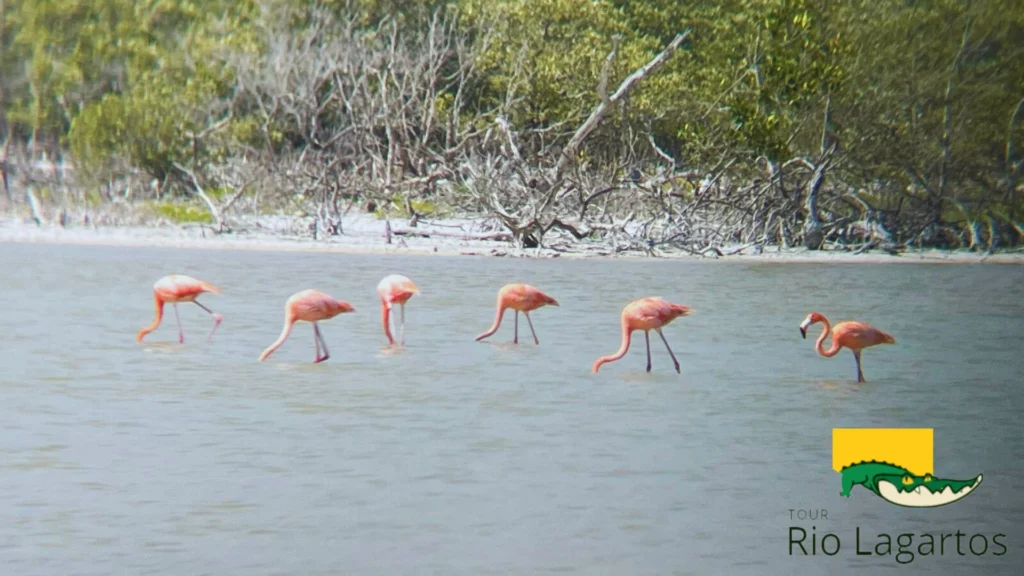 grupo de flamencos rosas en rio lagartos, conoce más en el blog rio lagartos