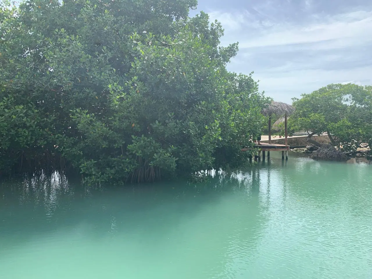 Chiquilá Río Lagartos: el ojo de agua que debes conocer en Yucatán 9 Vista serena de las aguas color turquesa del ojo de agua Chiquilá, rodeado por las raíces y el follaje verde de los manglares de Río Lagartos.