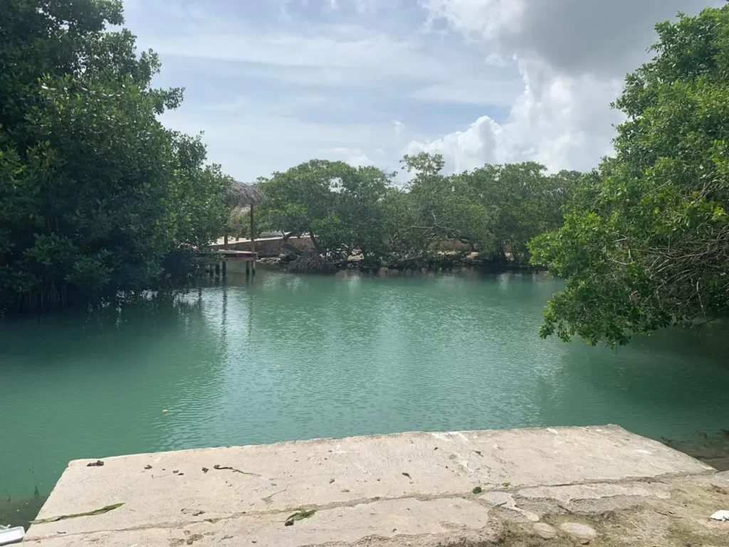 View from a concrete ramp into the calm, turquoise water of the Chiquilá freshwater spring, with dense green mangrove trees surrounding the natural swimming hole in chiquila Rio Lagartos, Mexico.