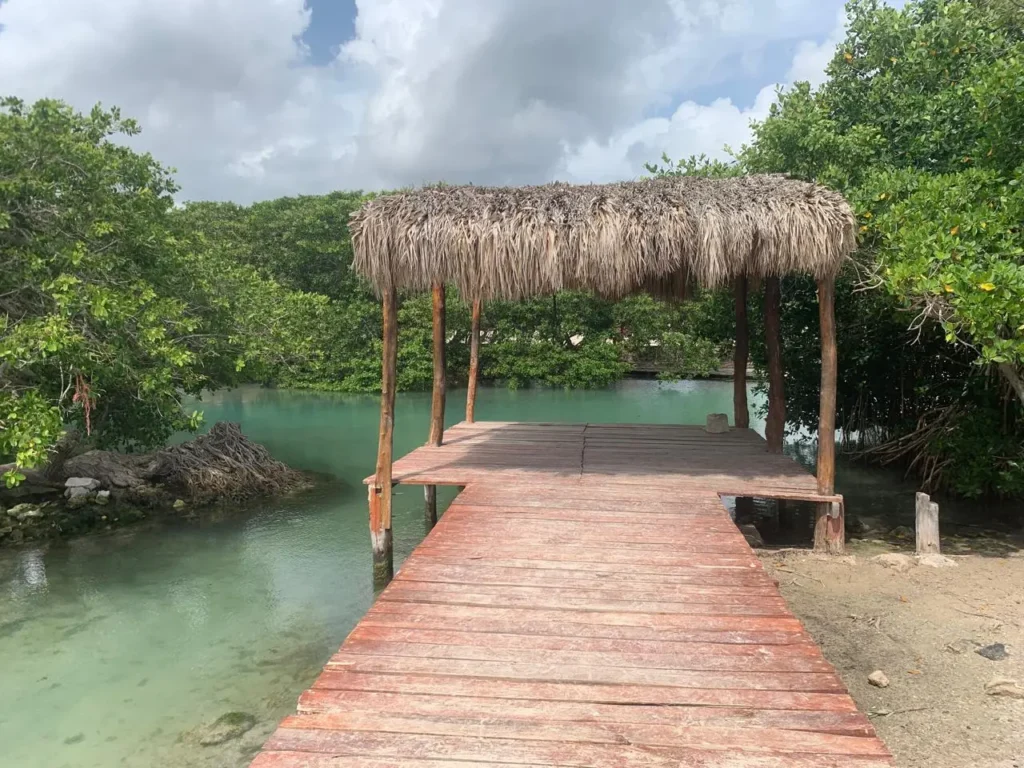 A rustic wooden dock with a thatched roof palapa leading into the turquoise freshwater of Chiquilá spring, surrounded by the green mangrove forest of Rio Lagartos.