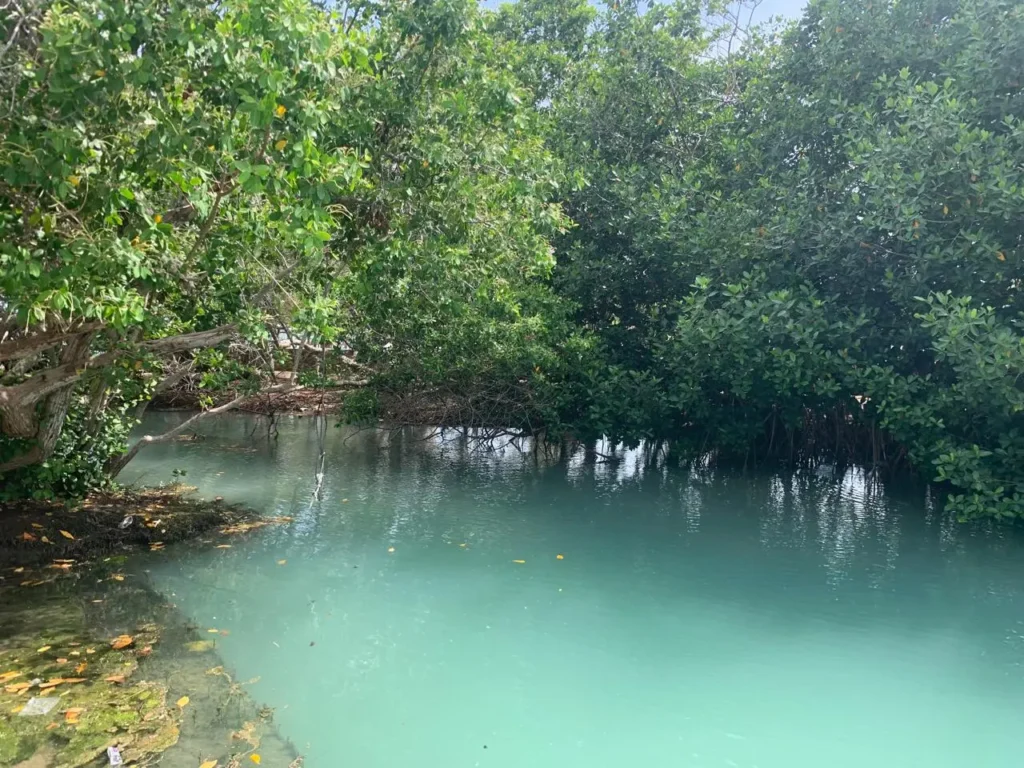 Aguas cristalinas de color turquesa del ojo de agua Chiquilá, rodeado de frondosos manglares verdes en Río Lagartos, Yucatán.