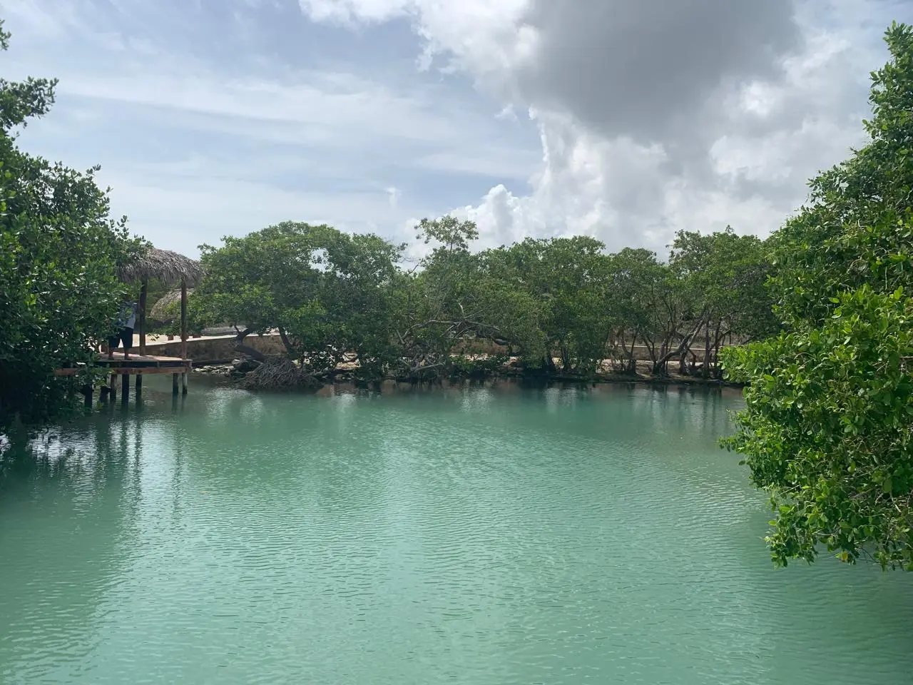 Chiquilá Río Lagartos: the Hidden Freshwater Spring You Must Visit in Yucatán 3 A wide view of the Chiquilá freshwater spring, showing its calm turquoise water surrounded by the dense green mangrove trees of Rio Lagartos, Yucatan.