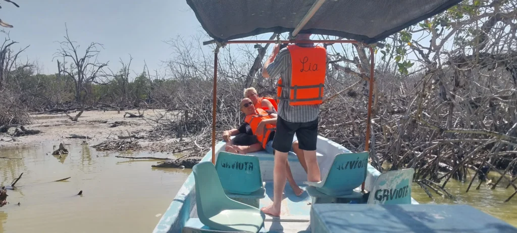Visual Challenge: Can You Spot the Hidden Crocodile in the Mangroves? 1 Tourists on a boat named Gaviota looking at mangroves where a crocodile is hidden and camouflaged among the mud and branches in Rio Lagartos crocodile tour.