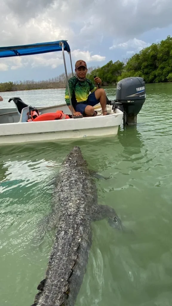 Un cocodrilo Morelet de gran tamaño nadando tranquilamente junto a una embarcación turística en las aguas claras de la Reserva.