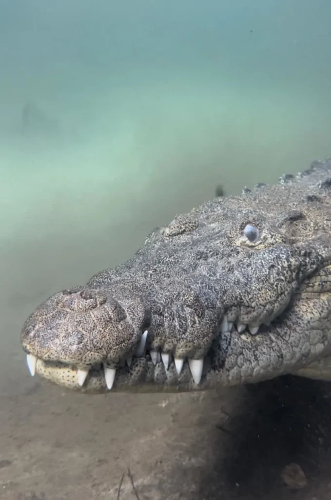 Primer plano detallado de un cocodrilo Morelet en las aguas de la Reserva de la Biosfera, especie emblemática protegida por el programa de conservación.