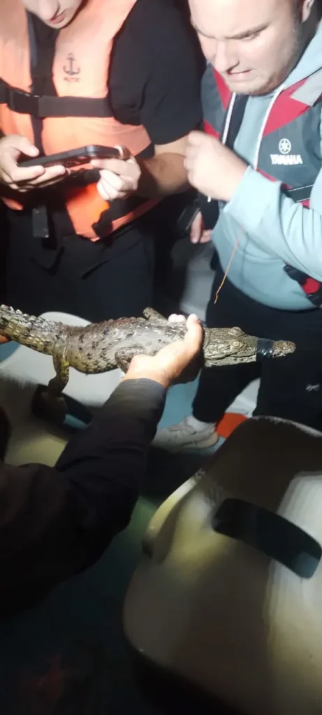 Visual Challenge: Can You Spot the Hidden Crocodile in the Mangroves? 2 rio lagartos night tour baby crocodile encounter educational