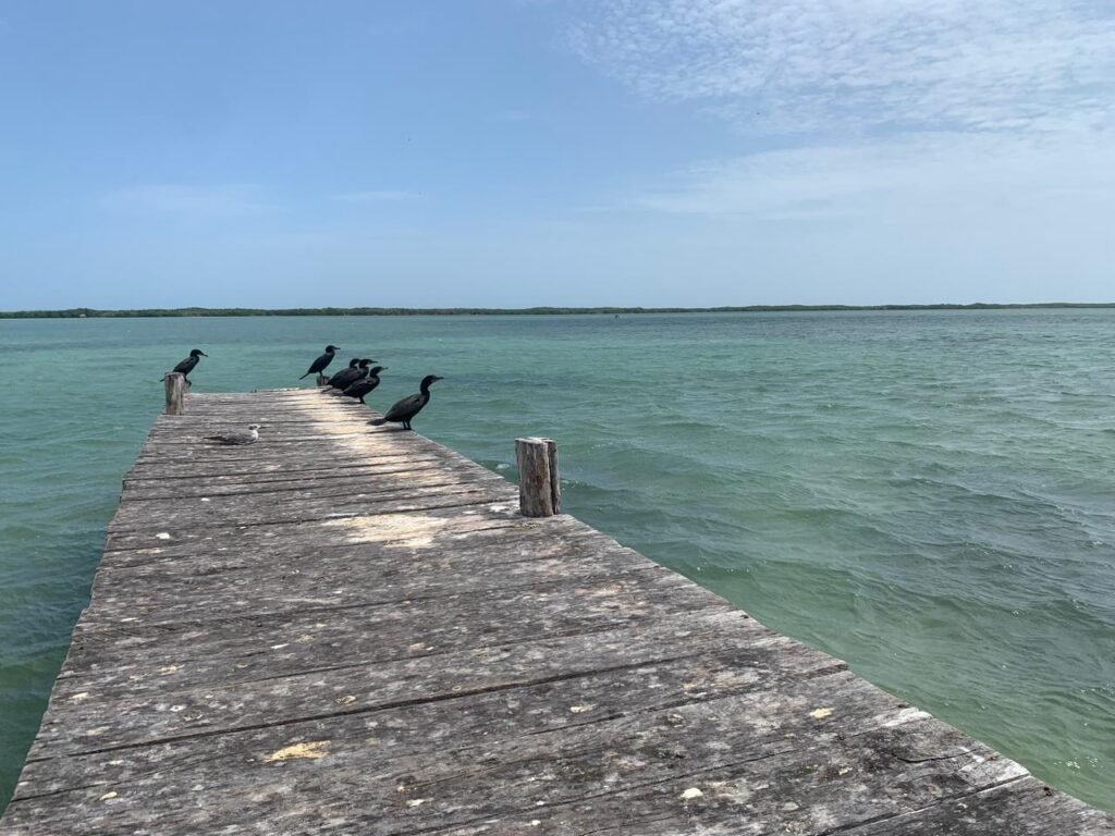 Grupo de aves cormoranes descansando sobre un muelle de madera rústico frente a las aguas verdes de la Reserva de la Biosfera Ría Lagartos.