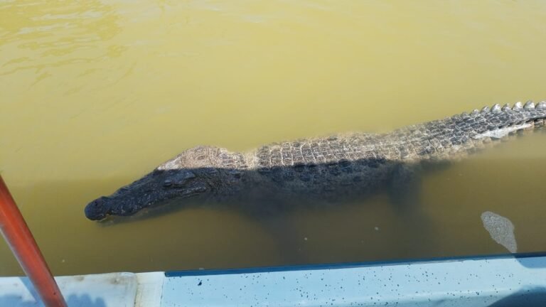 A large crocodile swimming alongside a tour boat during a wildlife safari that includes the famous Mayan Mud Bath Rio Lagartos experience