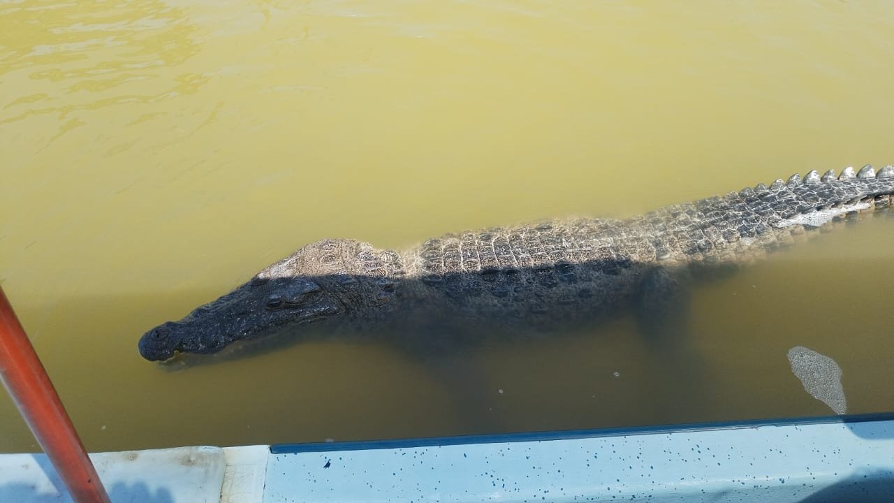 A large crocodile swimming alongside a tour boat during a wildlife safari that includes the famous Mayan Mud Bath Rio Lagartos experience