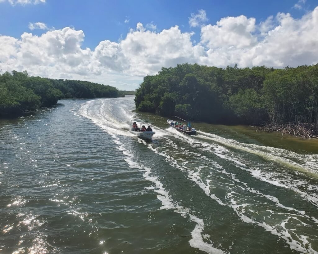 rio lagartos guided mangrove boat expedition 1