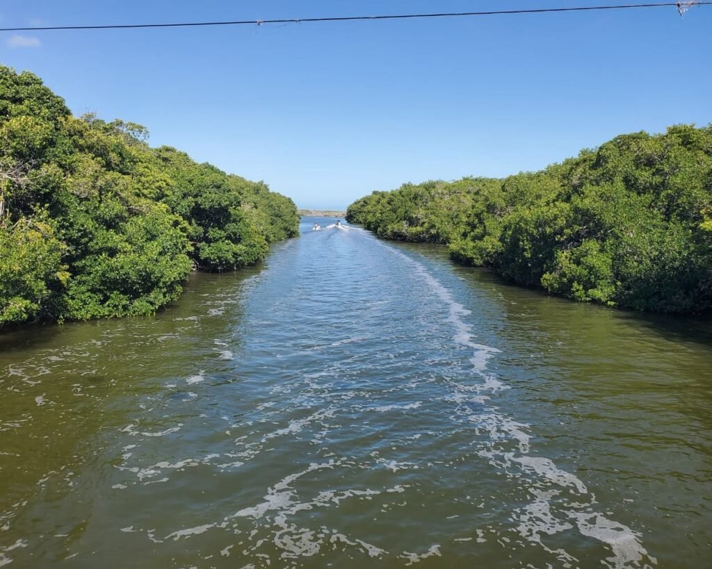 Rio Lagartos Travel Guide 2026: The Perfect Full Day Itinerary Beyond the Flamingos 12 A high-angle view from the Las Coloradas bridge showing dense green mangroves surrounding the wide estuary water channel under a bright blue sky.