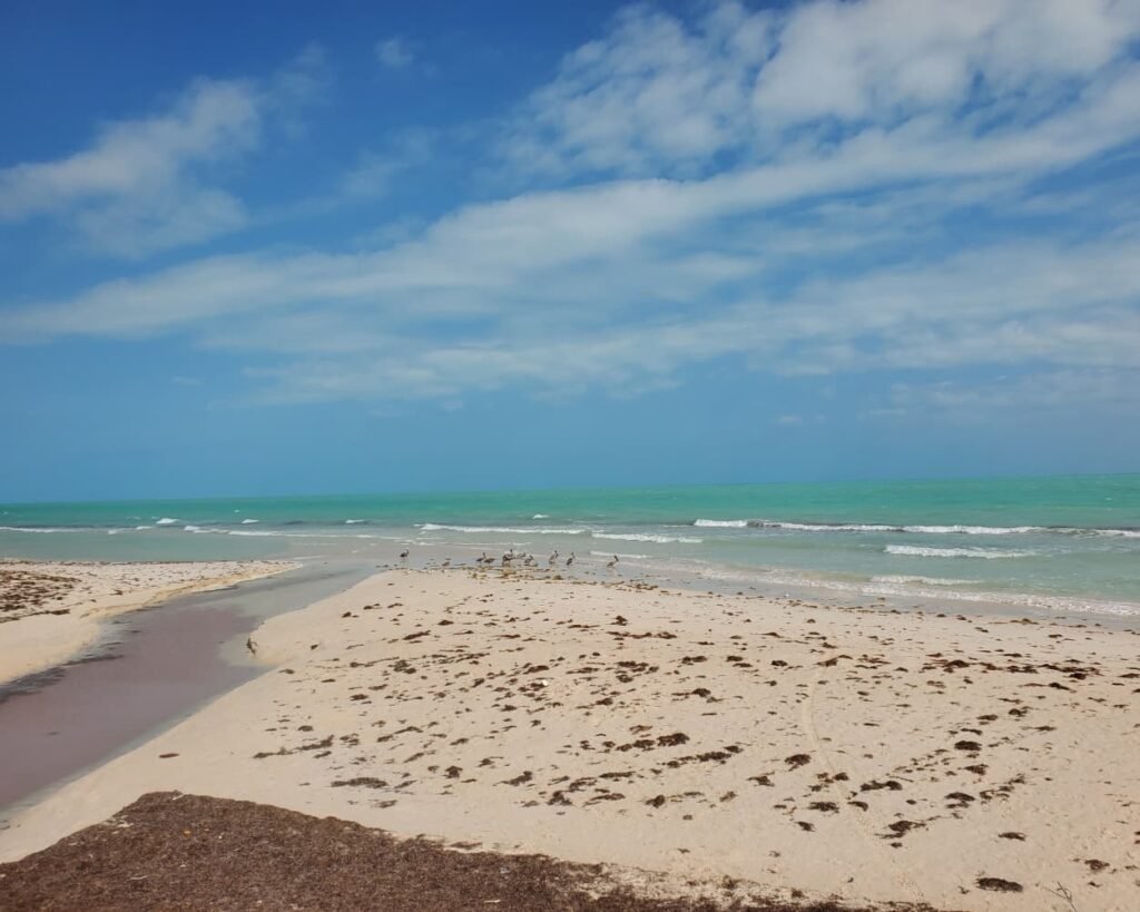 Rio Lagartos Travel Guide 2026: The Perfect Full Day Itinerary Beyond the Flamingos 13 A wide view of Las Coloradas Secret Beach showing a peaceful white sand shore, shorebirds, and emerald ocean water under a cloudy sky.